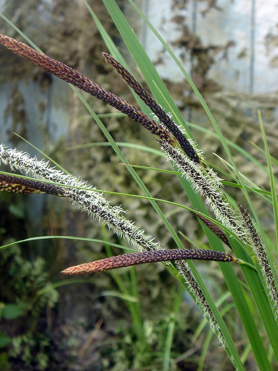 grass blades of grass spring free photo