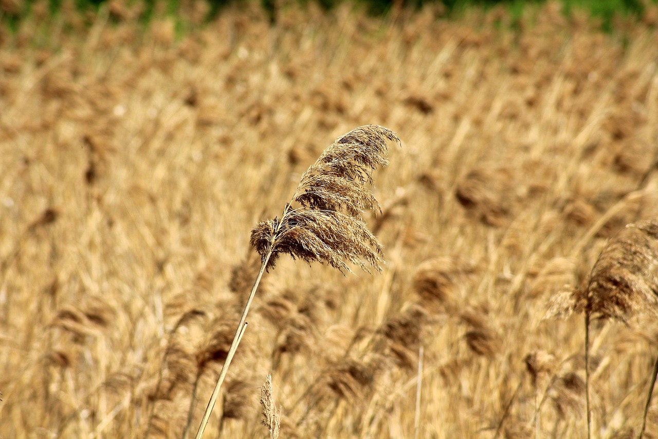 grass  dry grass  dry plants free photo