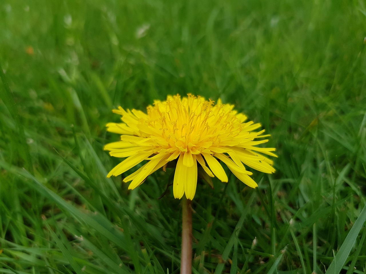 grass  nature  summer free photo