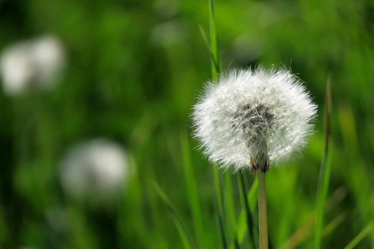 grass  dandelion  nature free photo