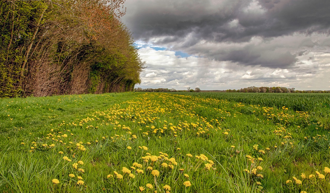 grass  nature  field free photo