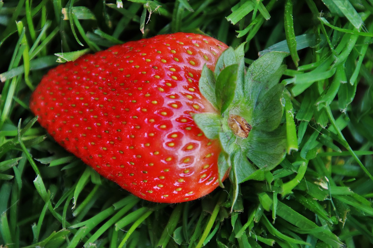 grass  strawberry  spring free photo