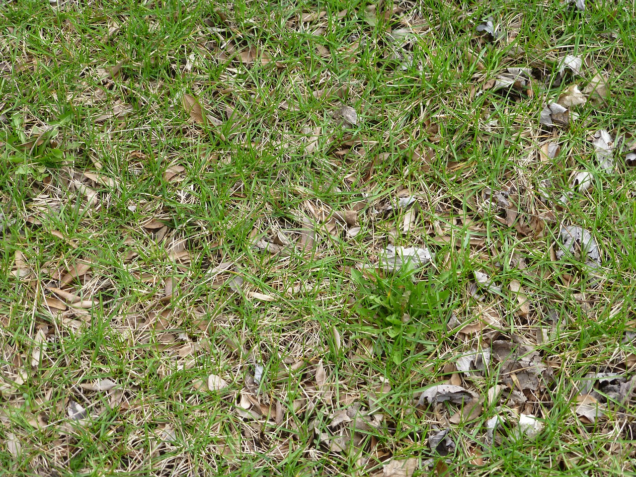 grass lawn floor free photo