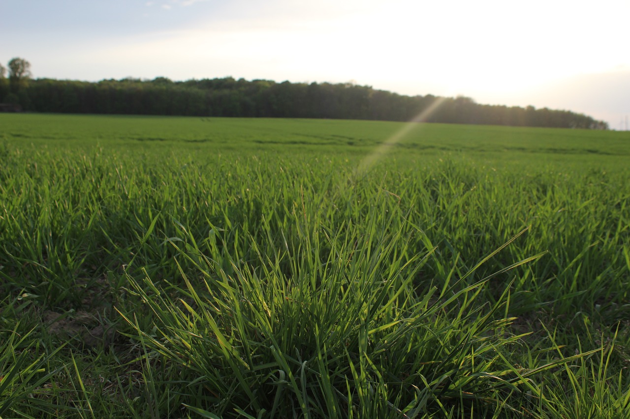 grass  panorama  field free photo