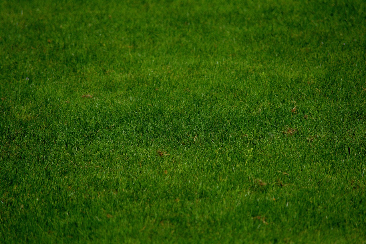 grass  the player  blade free photo