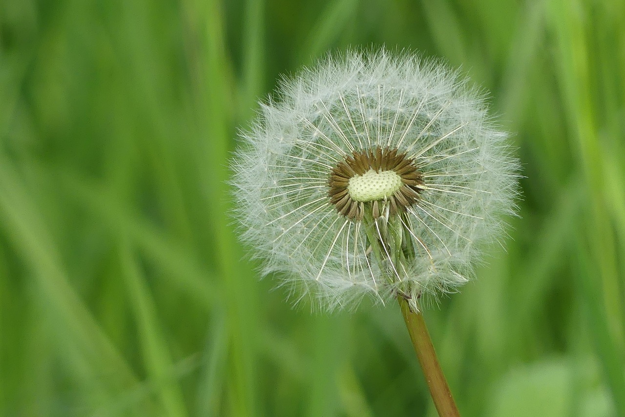 grass  dandelion  nature free photo