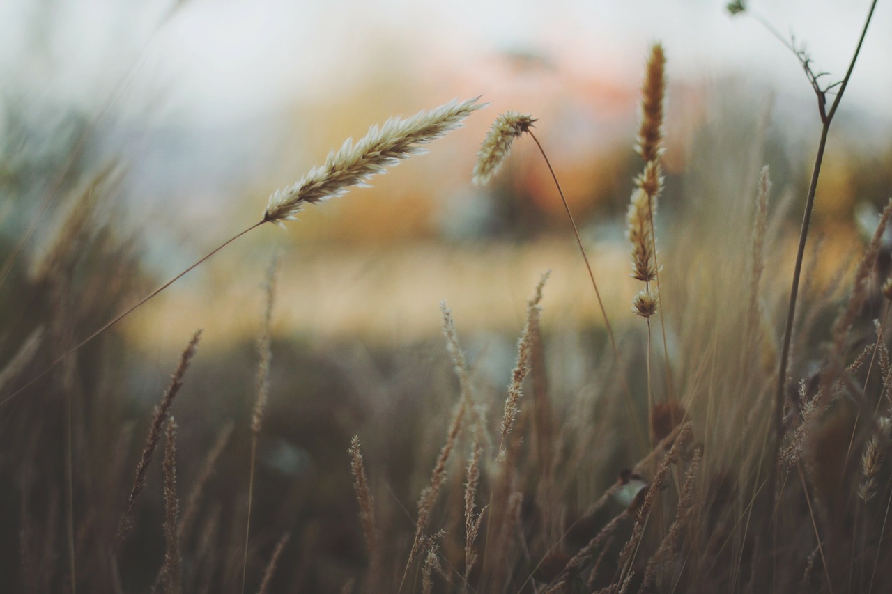 grass dry nature free photo