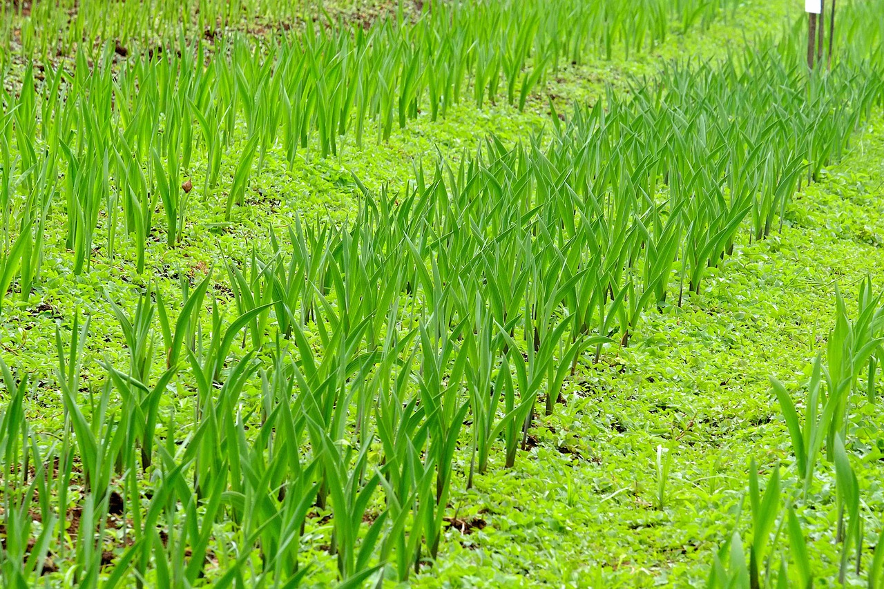 grass  growth  flora free photo