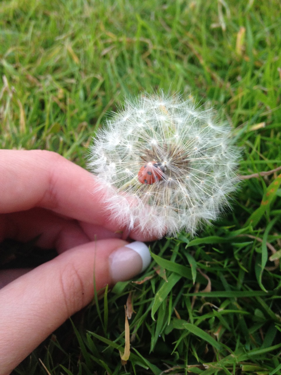 grass  nature  flora free photo