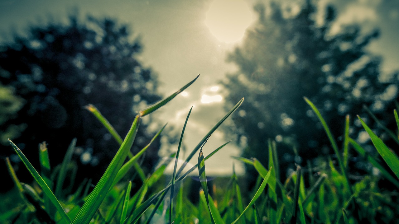 grass trees nature free photo