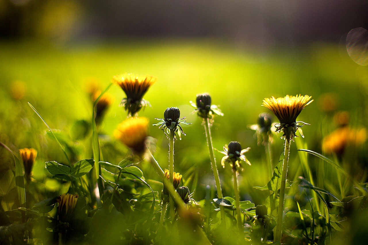 grass  nature  plant free photo