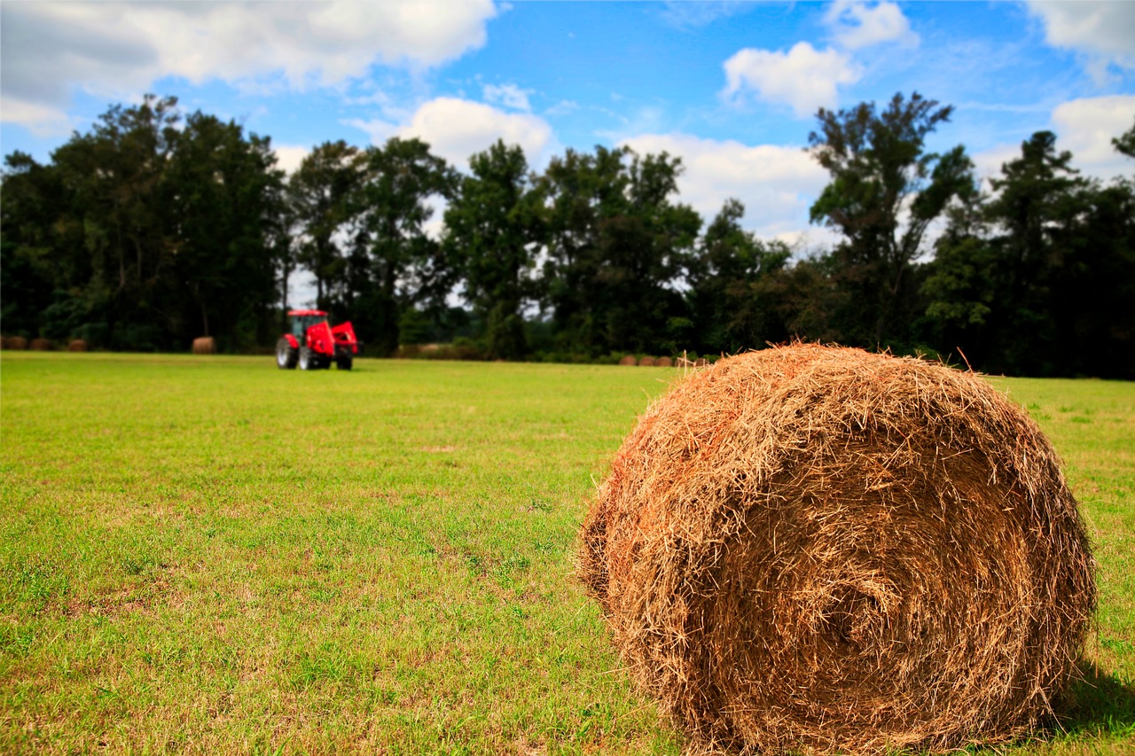 grass  s  scenery free photo