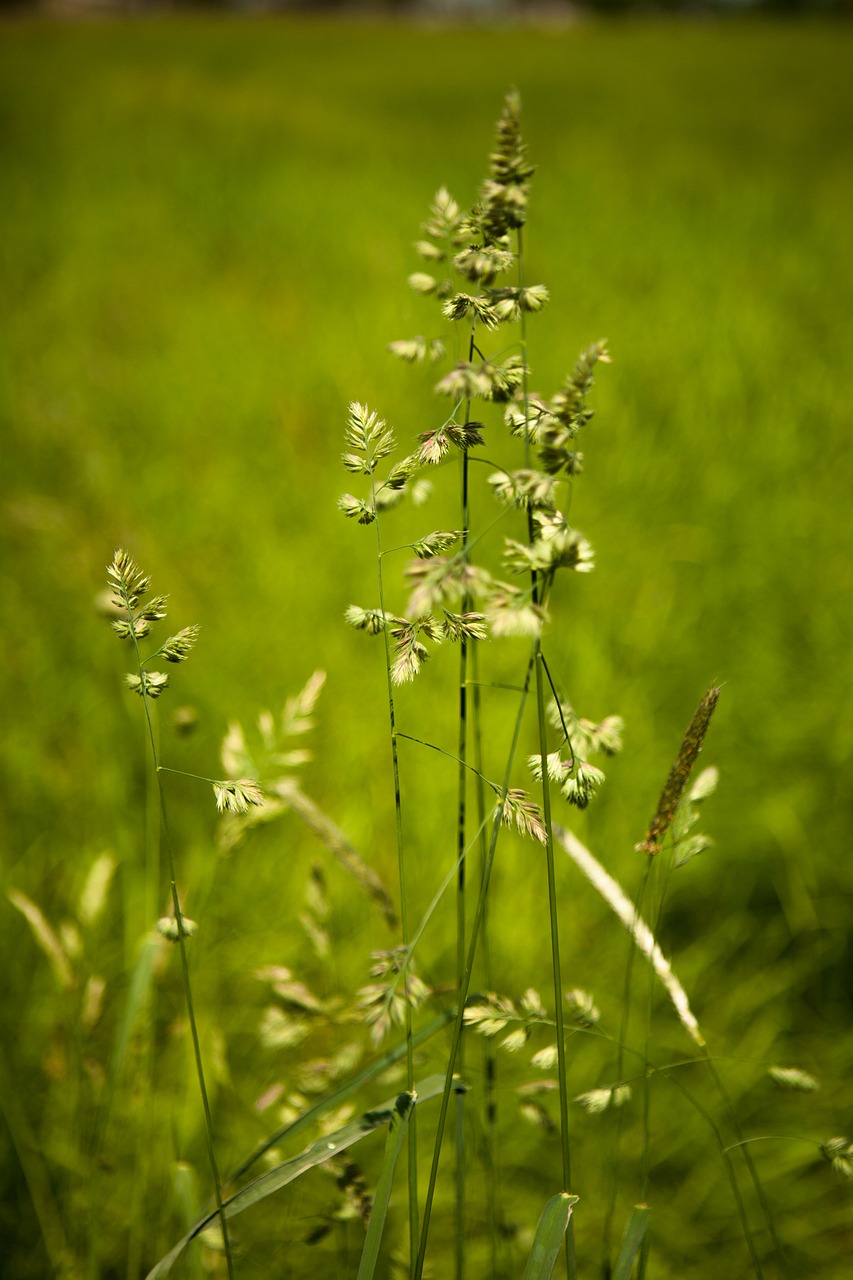 grass  nature  plant free photo