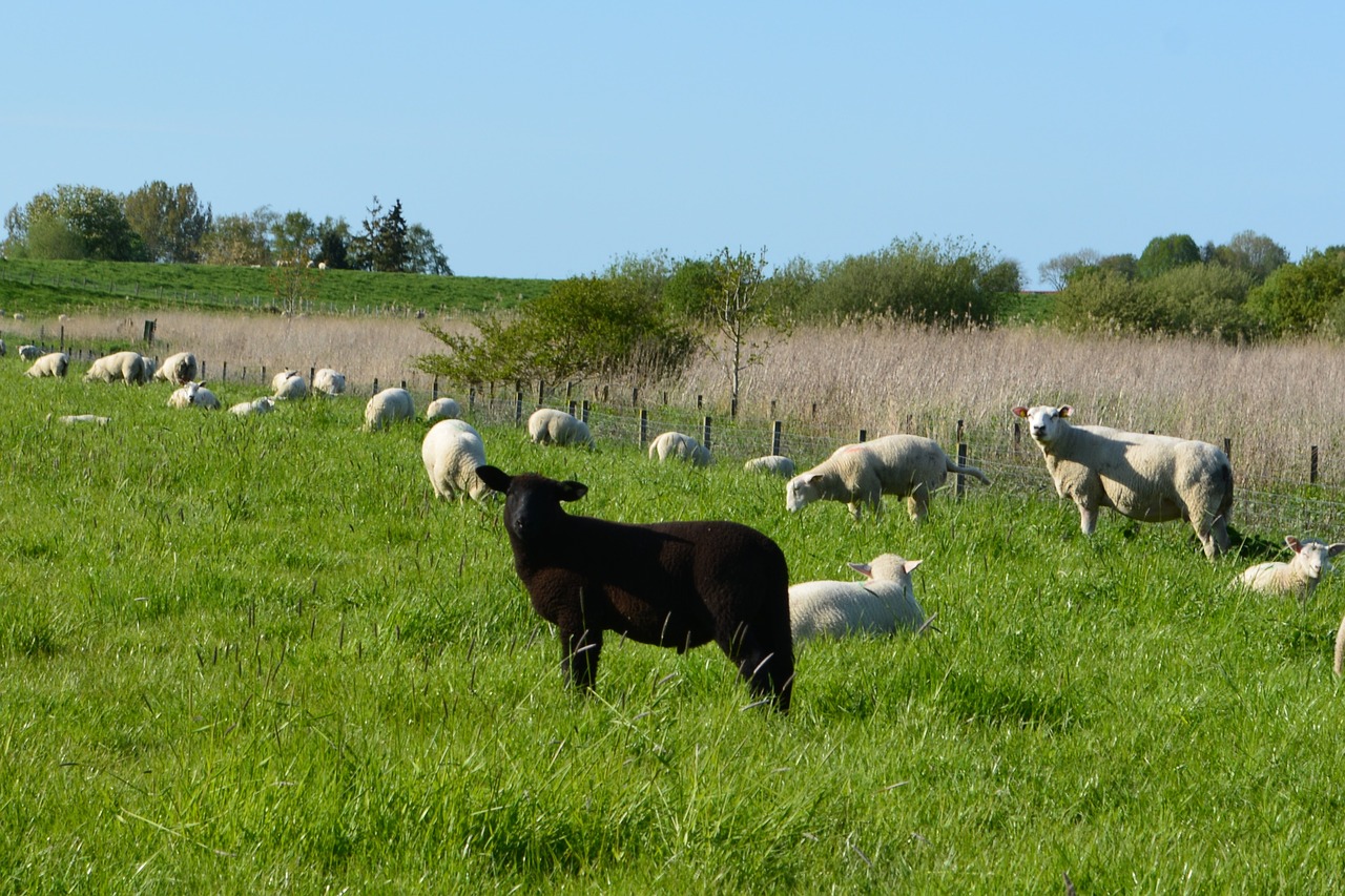 grass  farm  meadow free photo