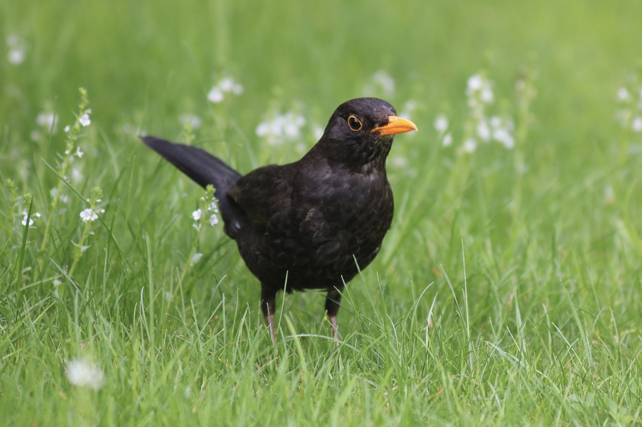 grass  animal world  bird free photo