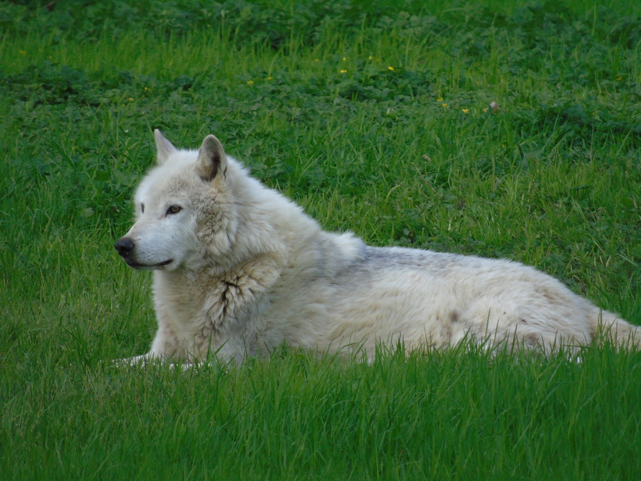 grass  mammal  animal free photo