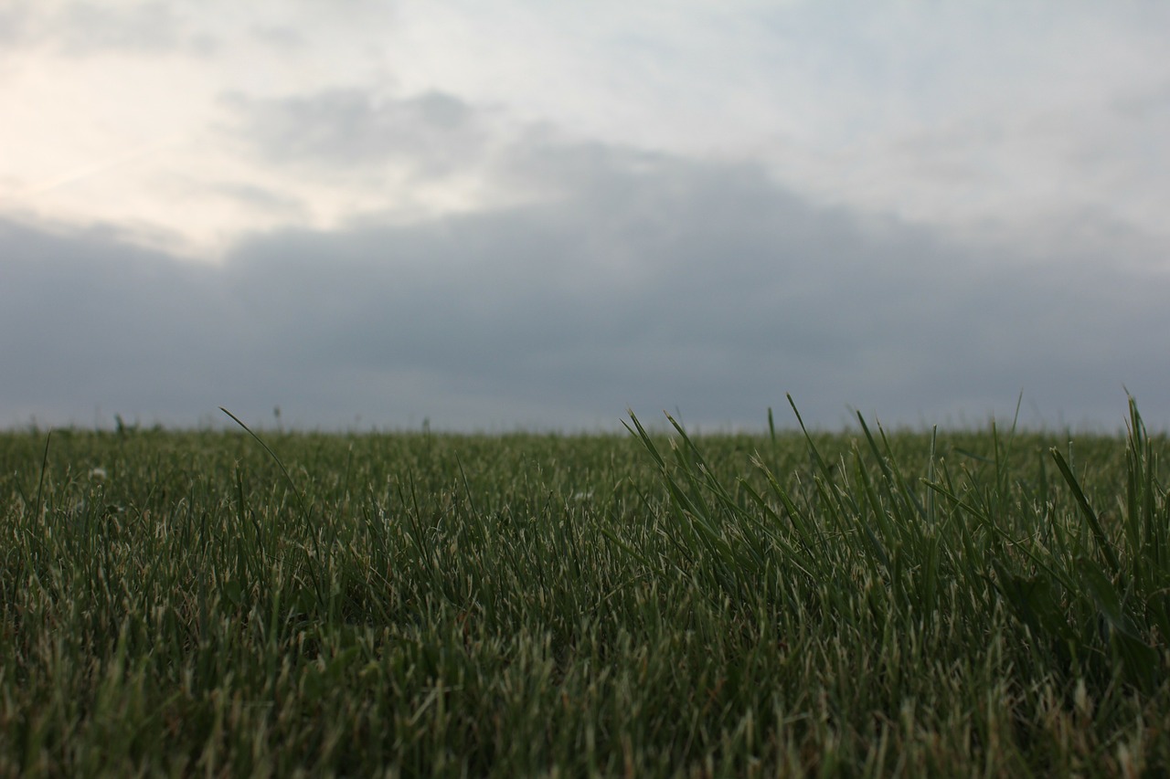 grass landscape overcast free photo