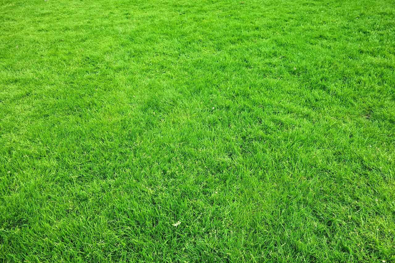 grass  lawn  garden free photo