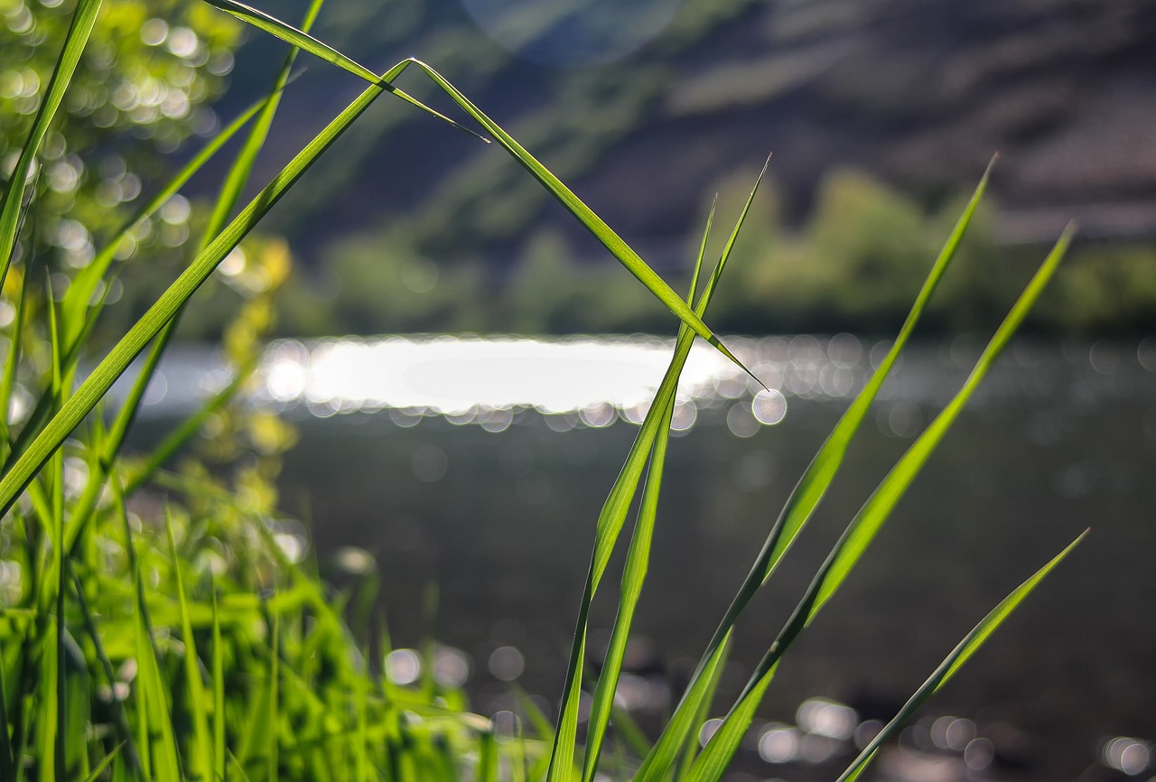 grass  nature  plant free photo