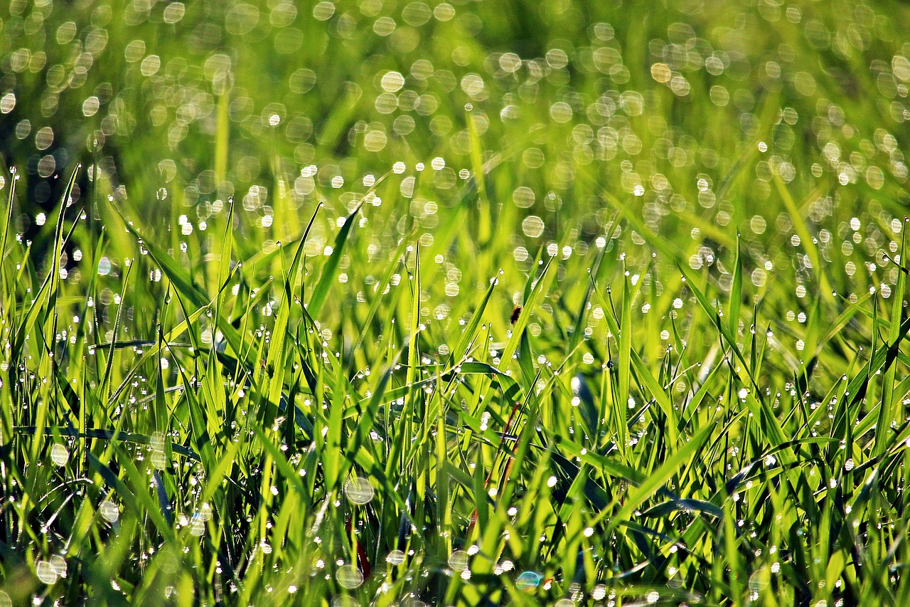 grass  dew  spring free photo