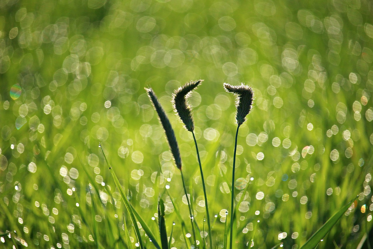 grass  dew  plantain free photo