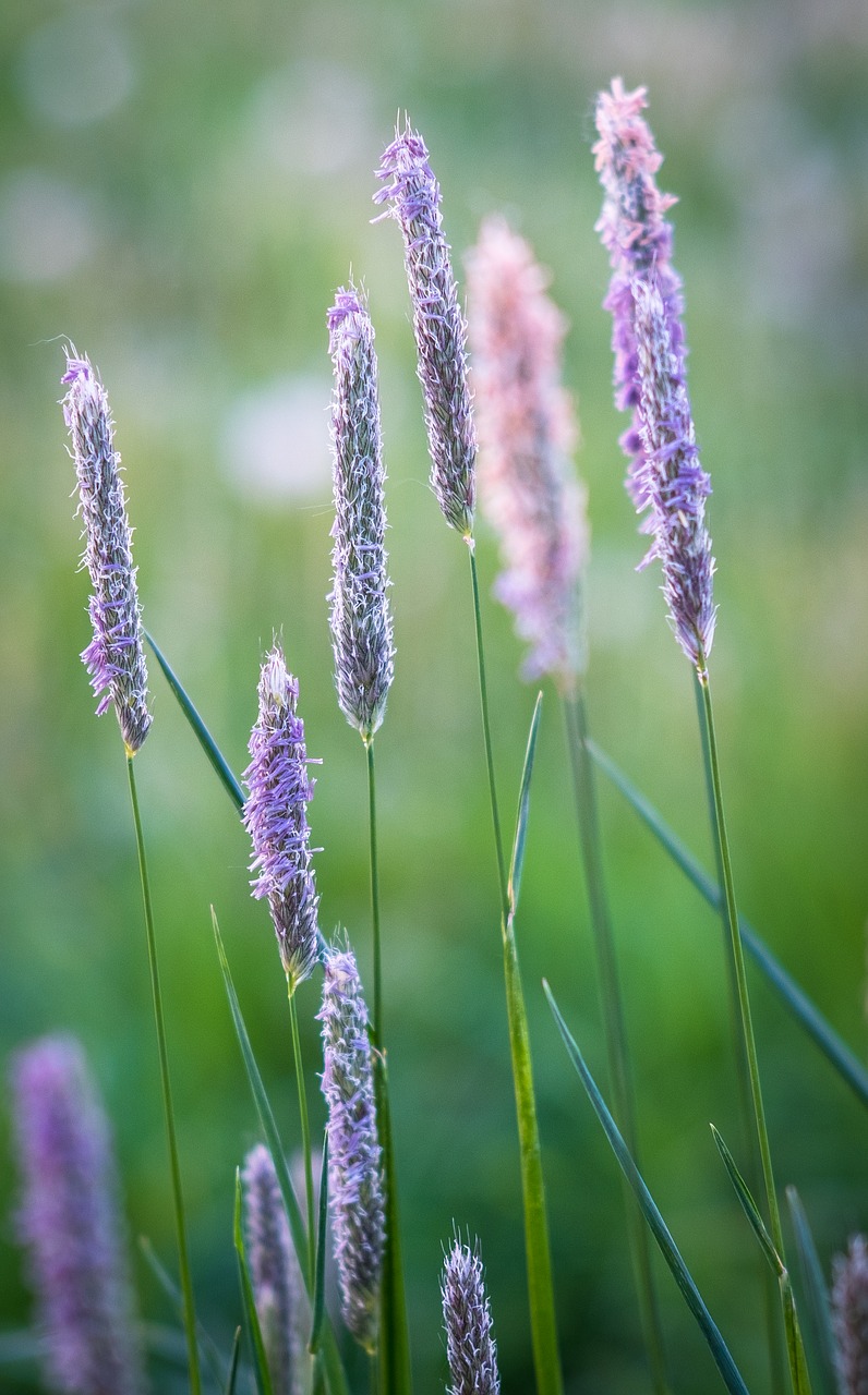 grass  nature  plant free photo