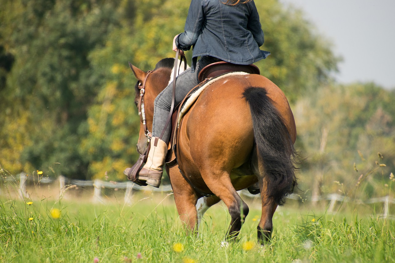 grass  mammal  cavalry free photo