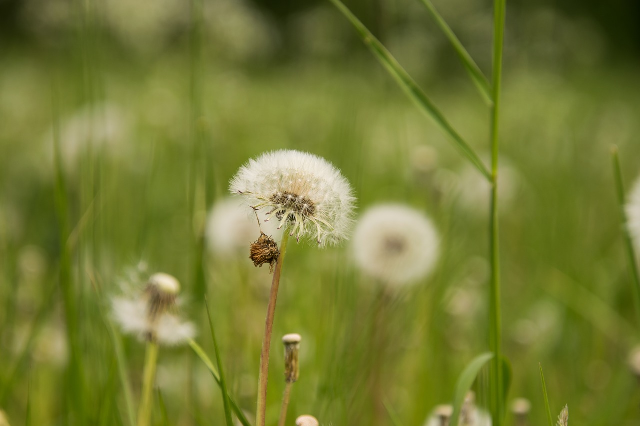 grass  nature  summer free photo