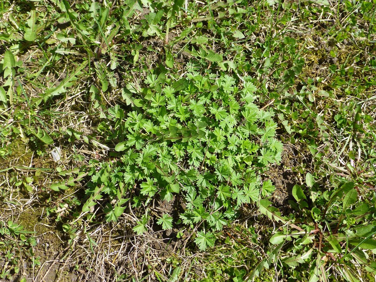 grass plant green free photo