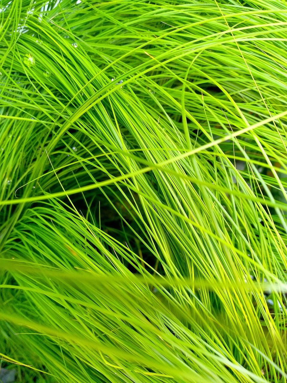grass  plant  rush free photo
