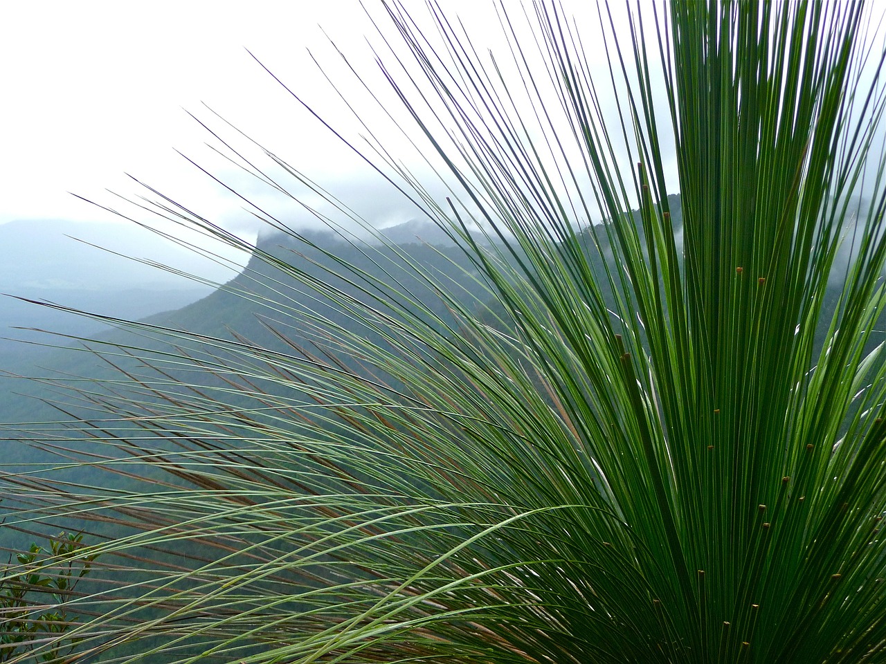 grass mountains green free photo