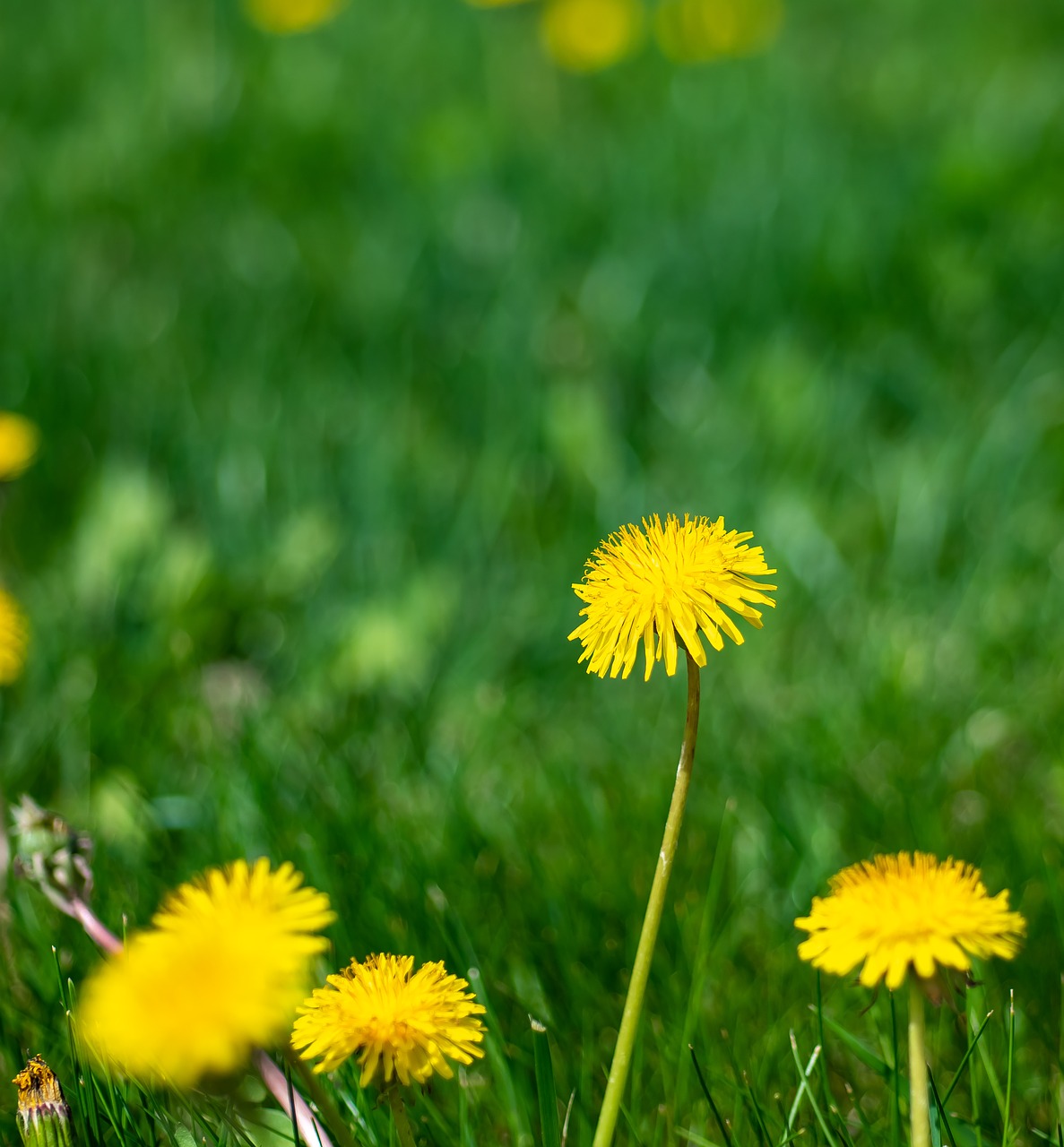 grass  green  dandelion free photo