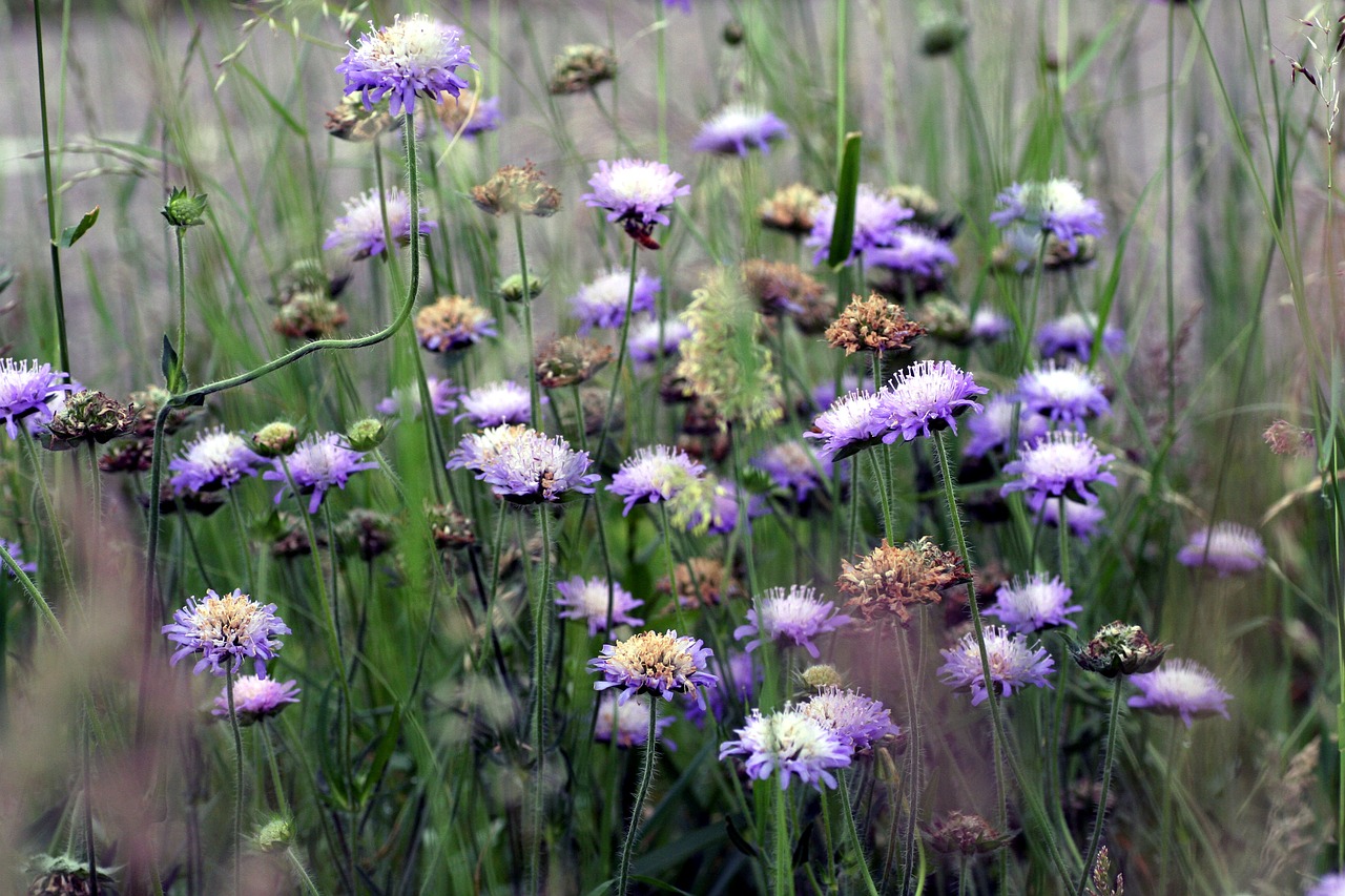 grass  flowers  wild free photo