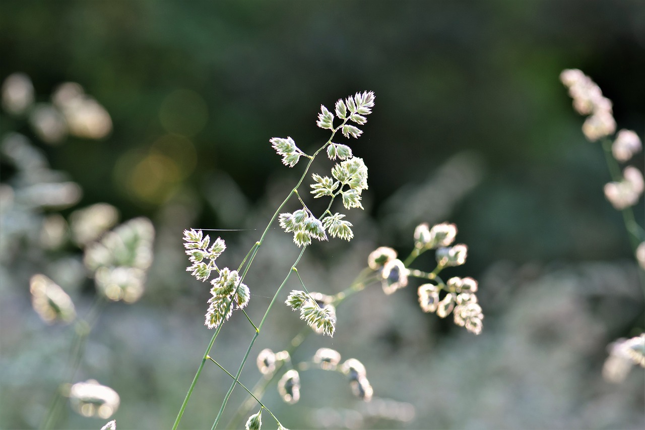 grass  meadow  green free photo