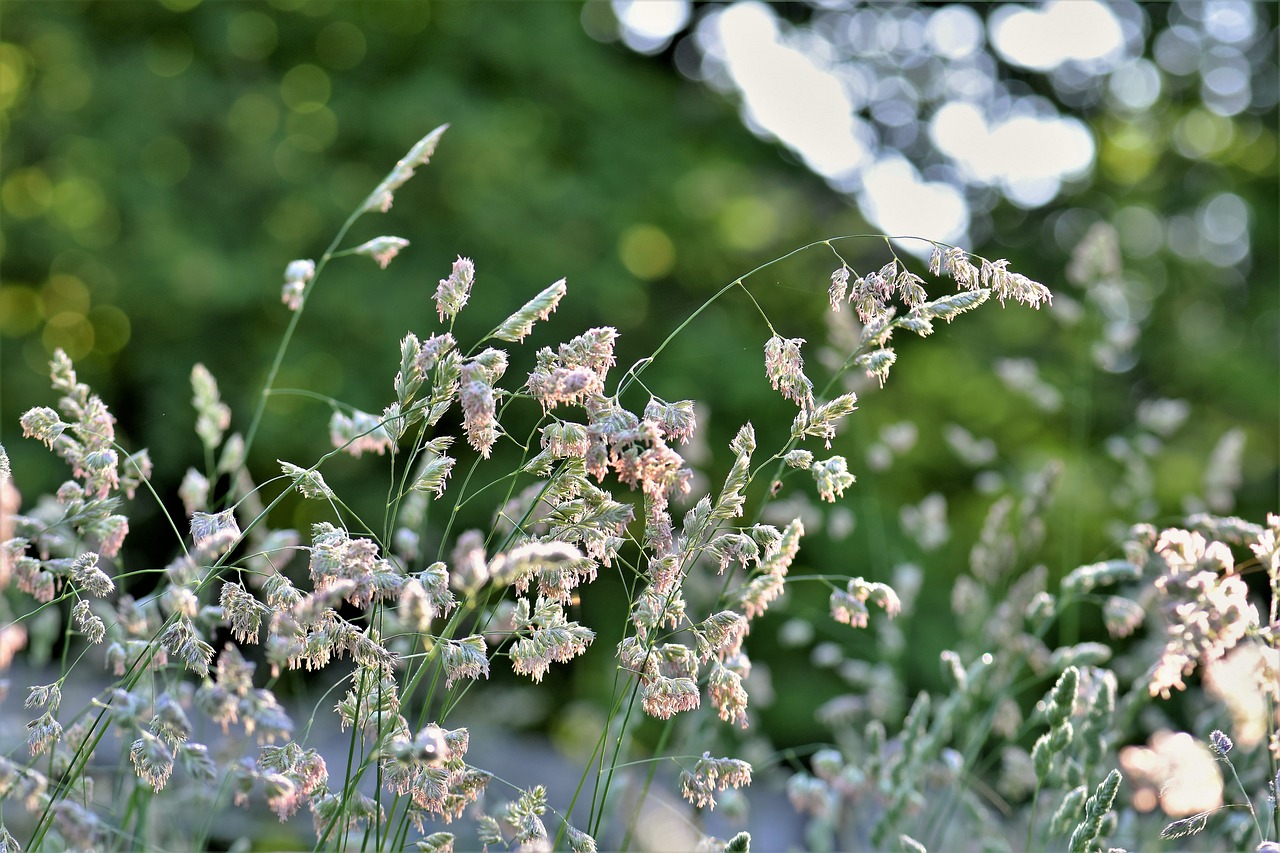 grass  meadow  green free photo