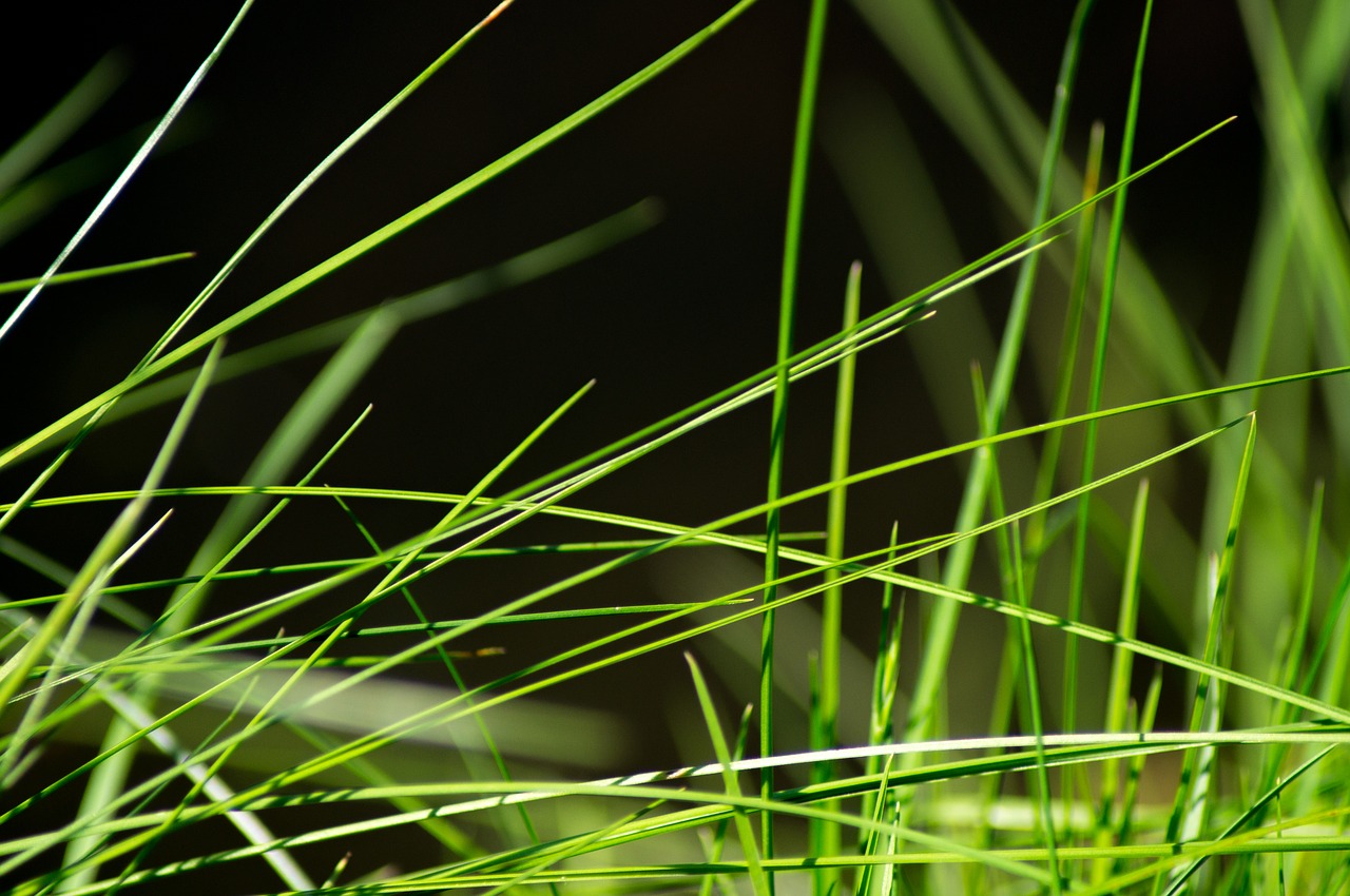 grass  meadow  close up free photo