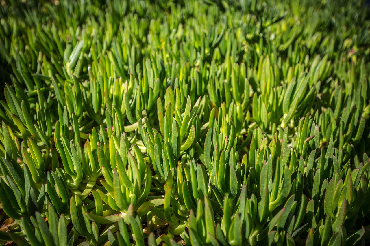 grass  green  nature free photo