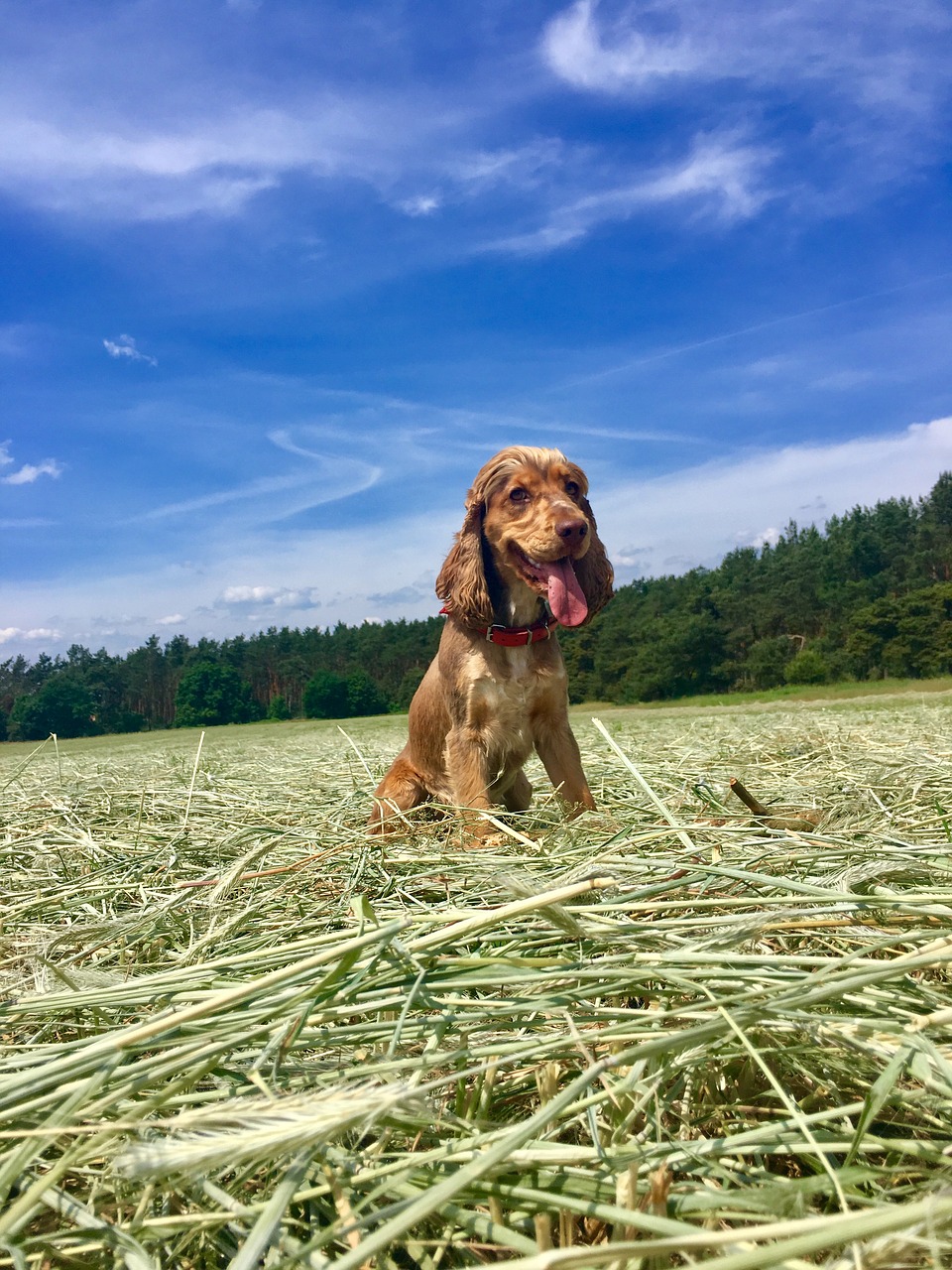 grass  nature  field free photo