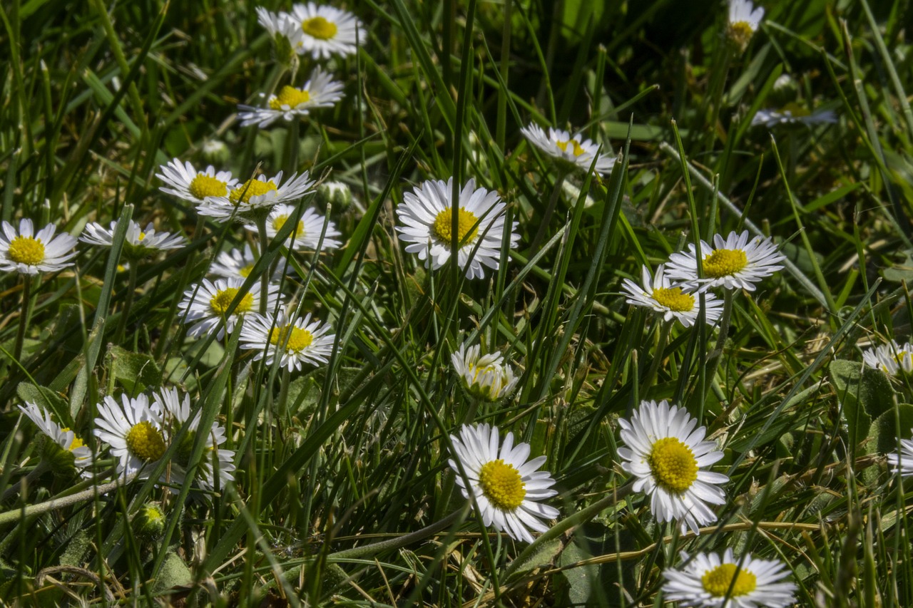 grass  daisy  macro free photo