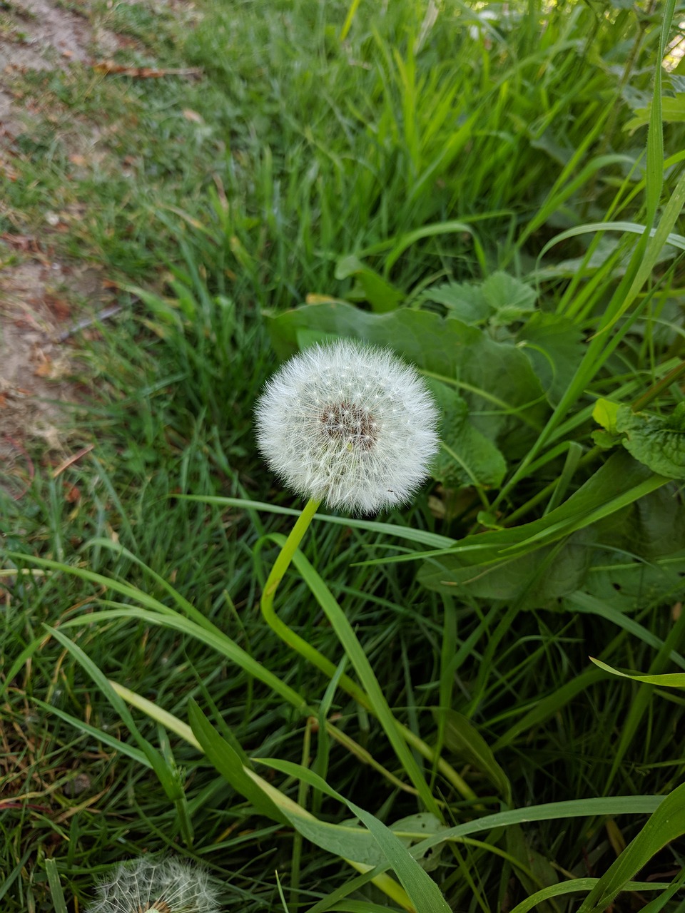 grass  summer  flora free photo