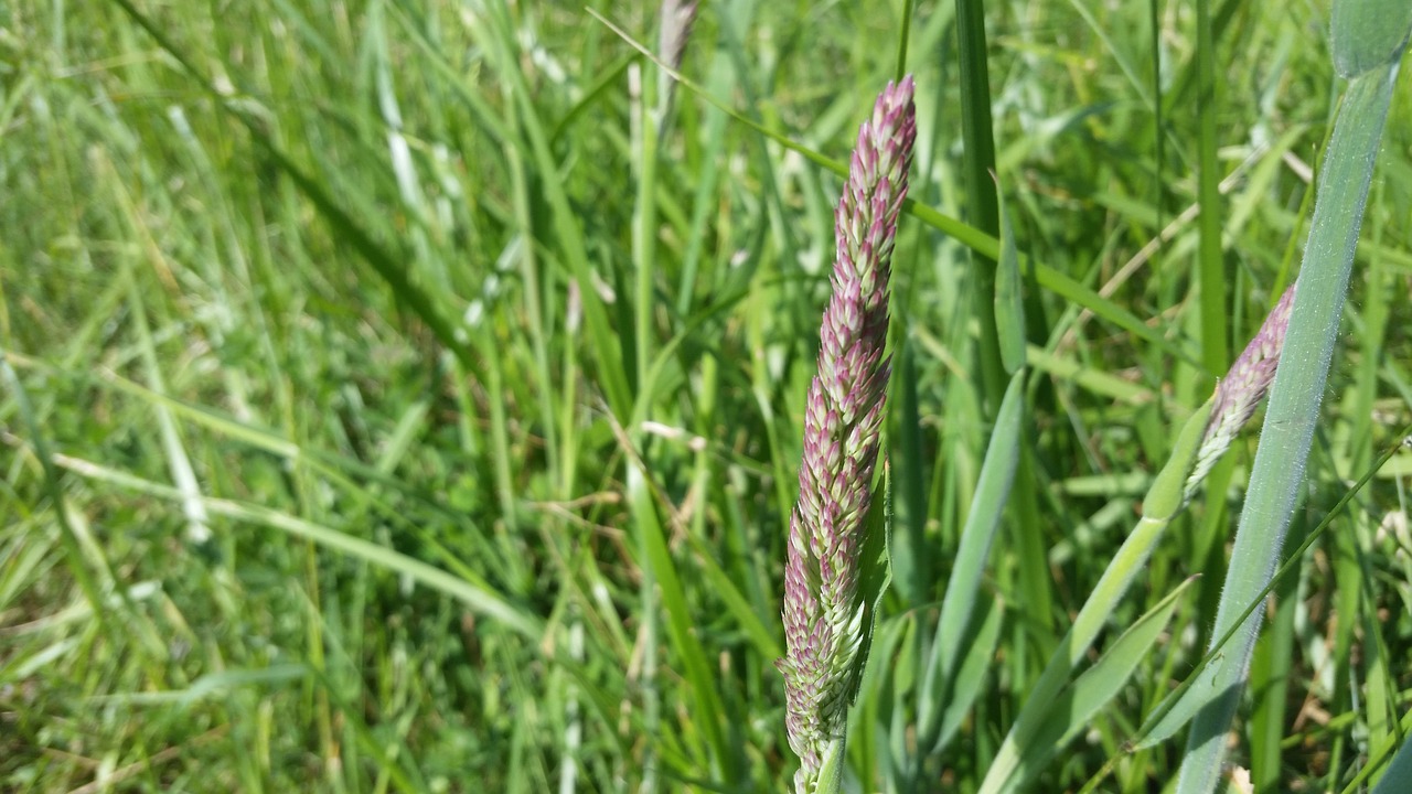 grass  red  seeds free photo