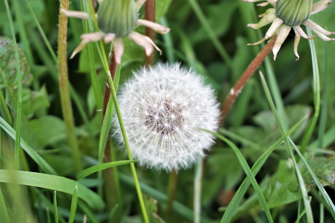 grass  summer  green free photo