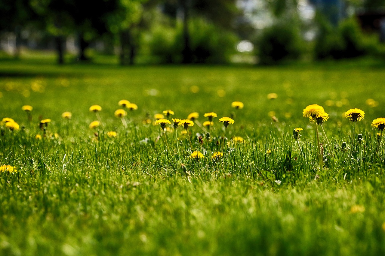 grass  dandelion  nature free photo