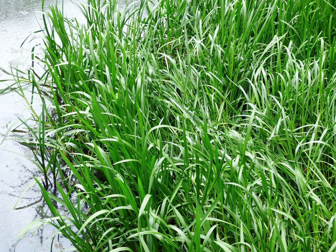 grass rushes vegetation free photo