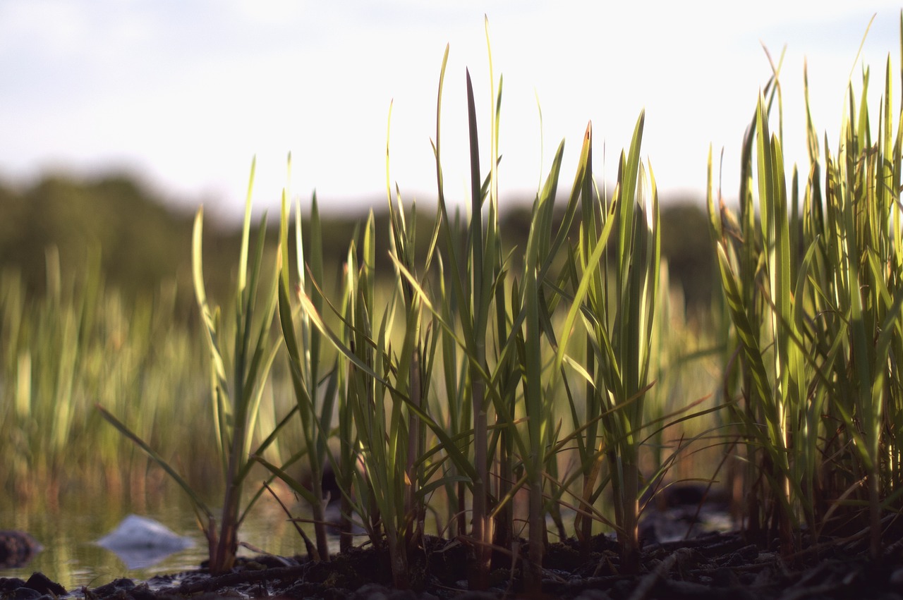 grass  green  nature free photo