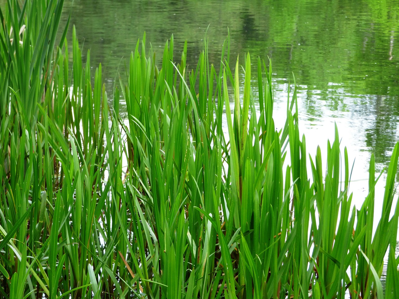 grass lake rushes free photo