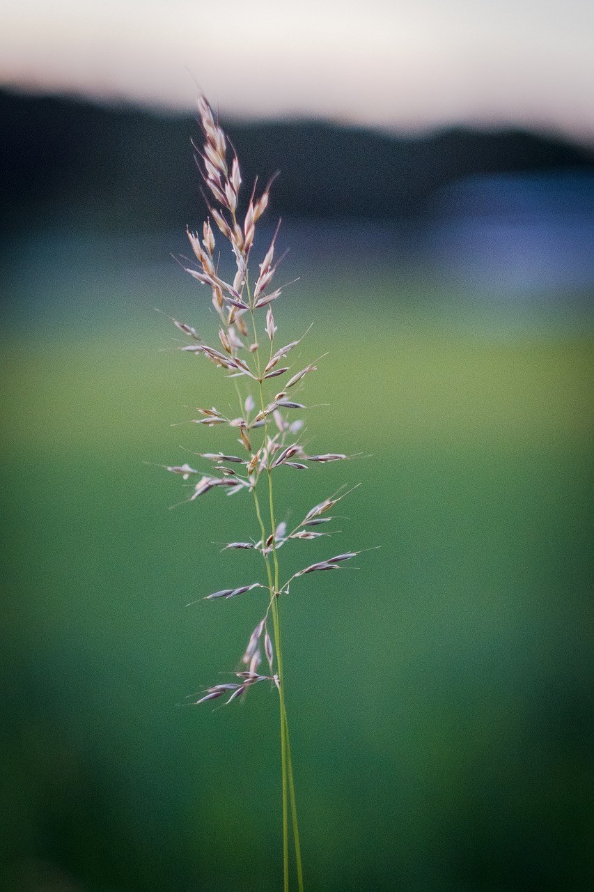 grass  blade of grass  meadow free photo