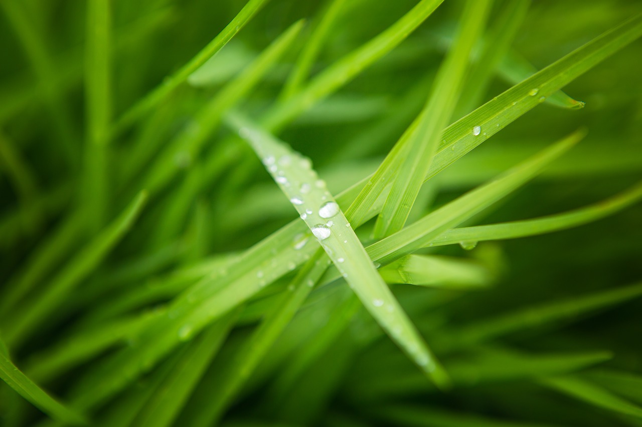 Капли на траве фото Download free photo of Grass, drops, rosa, macro, nature - from needpix.com