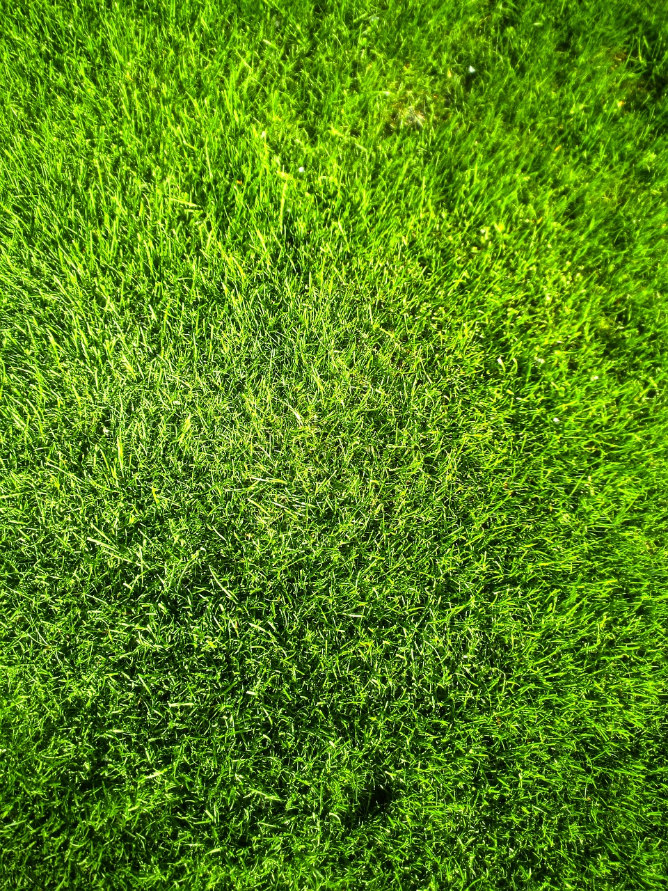 grass  lawn  green free photo