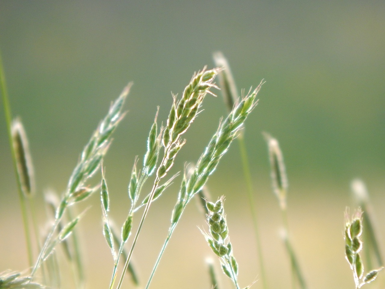 grass  light  meadow free photo